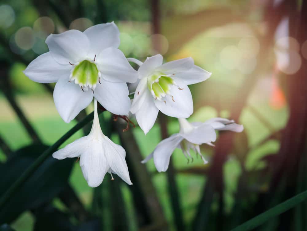 开着洁白花朵的亚马逊百合生长在春天的花园里。