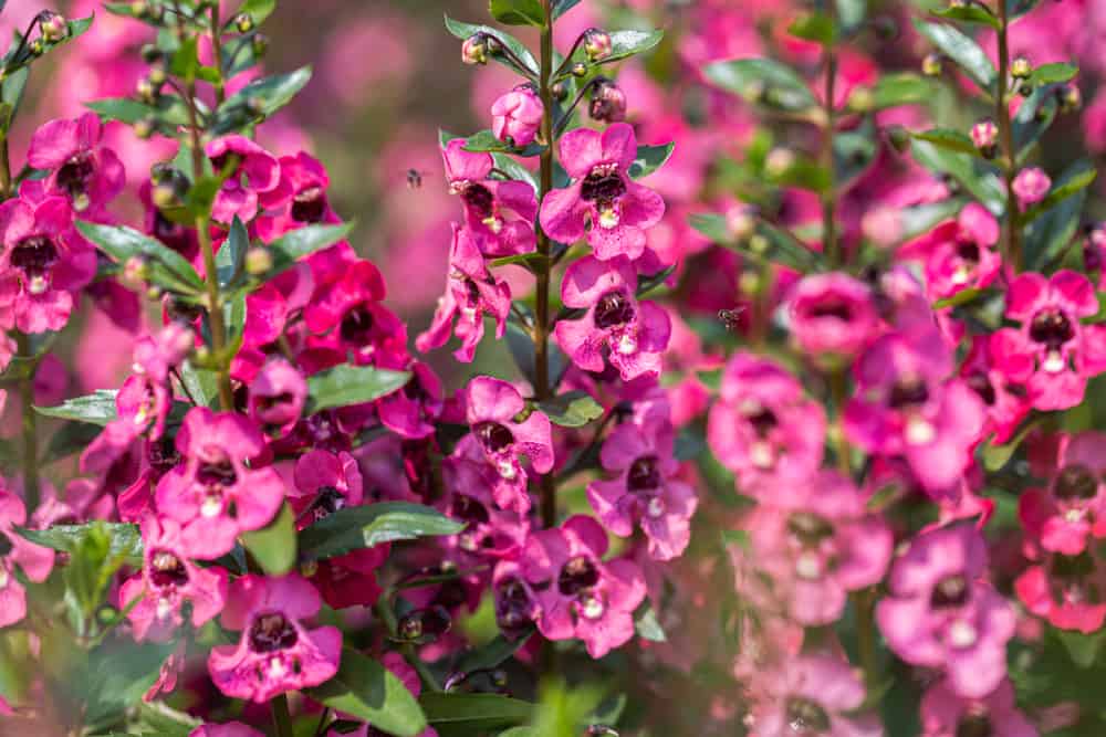 安琪洛植物的特写，粉红色的花长在夏天的花园里。