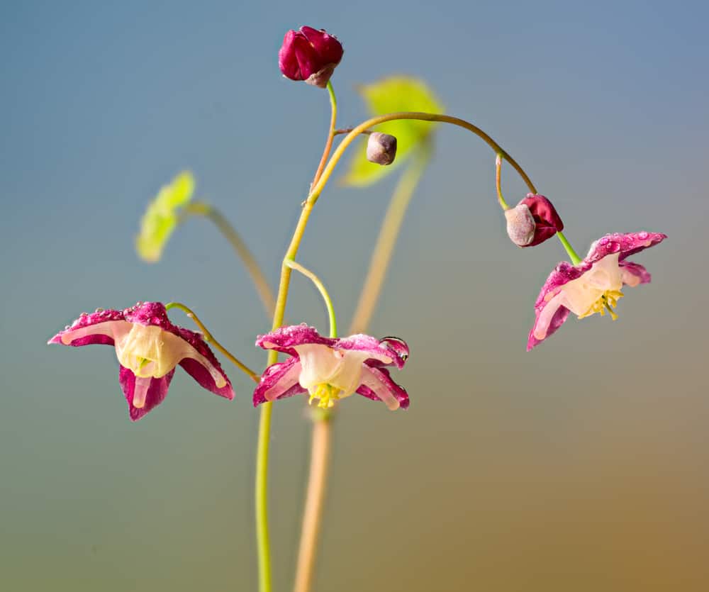 微距拍摄的贫瘠草小，粉红色的花朵与散景背景。