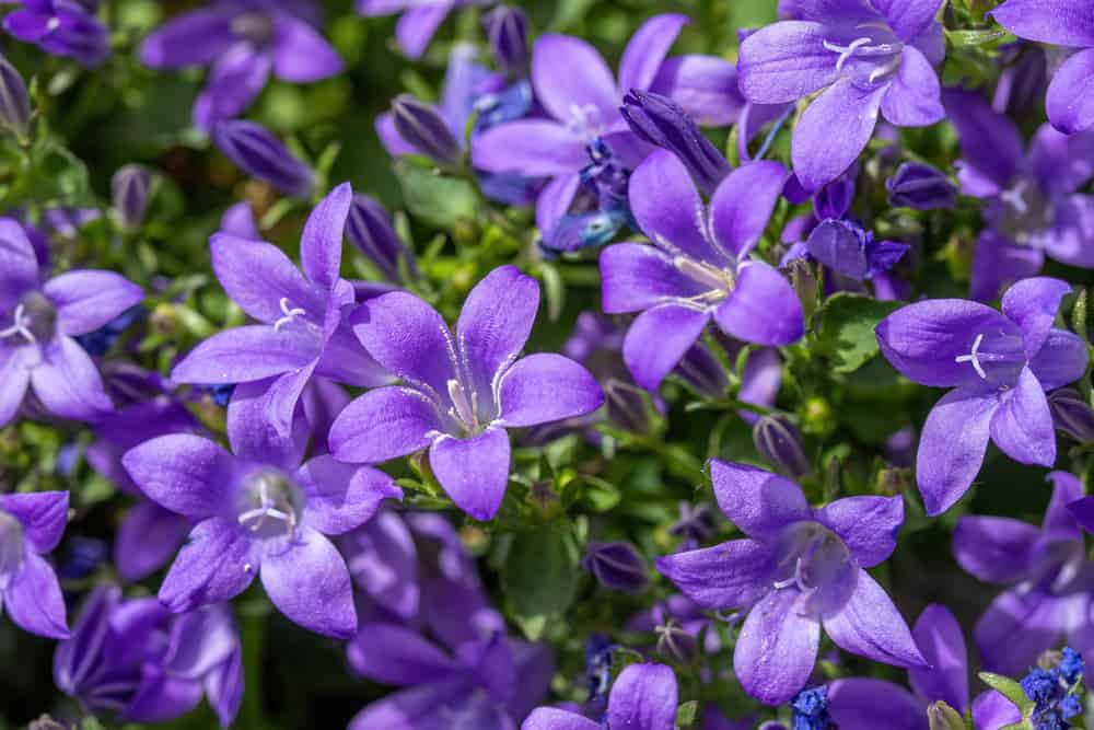 在夏日的花园里，开着大量紫色花朵的风铃花。