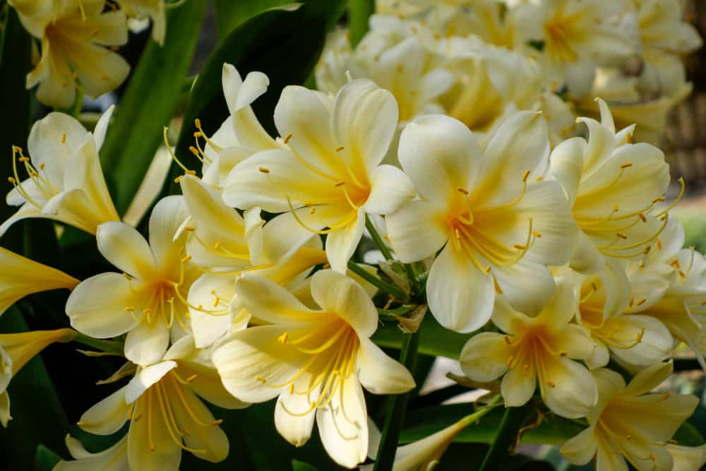 有黄色喇叭状花的灌木百合，花上有长而黄的雄蕊。