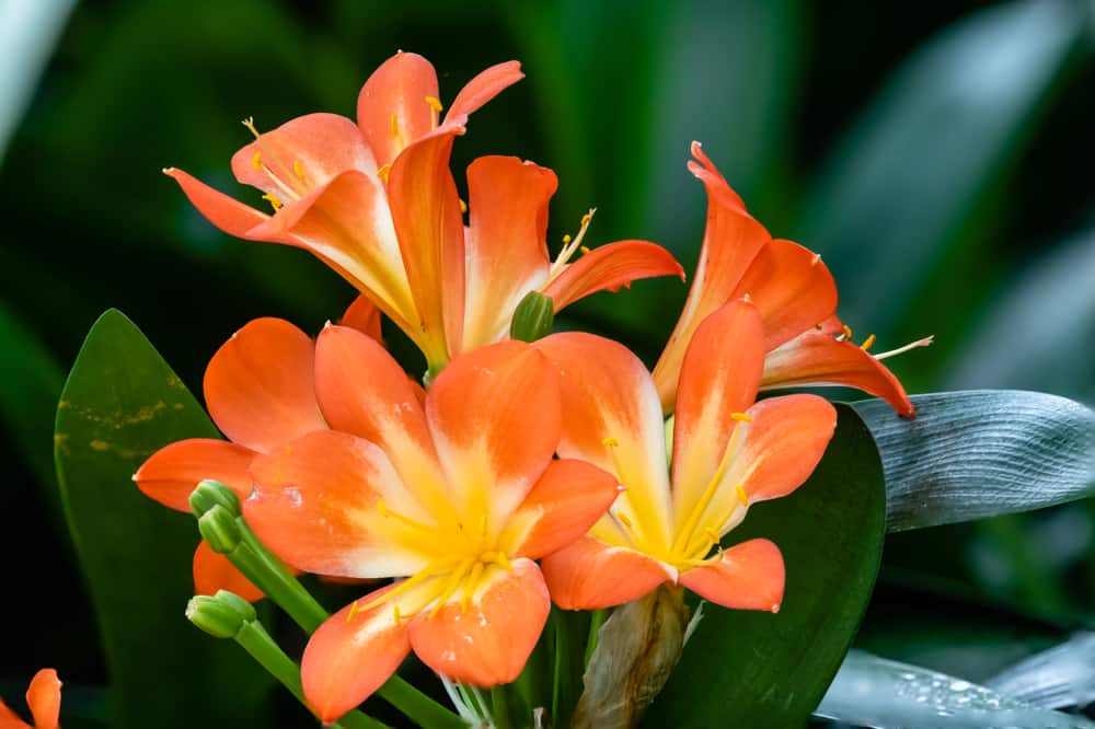 长有大喇叭状橙色花和深绿色叶子的一种Clivia属植物。
