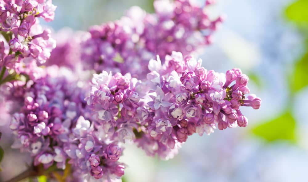普通的紫丁香，在模糊的背景下有薰衣草小花的圆锥花序。