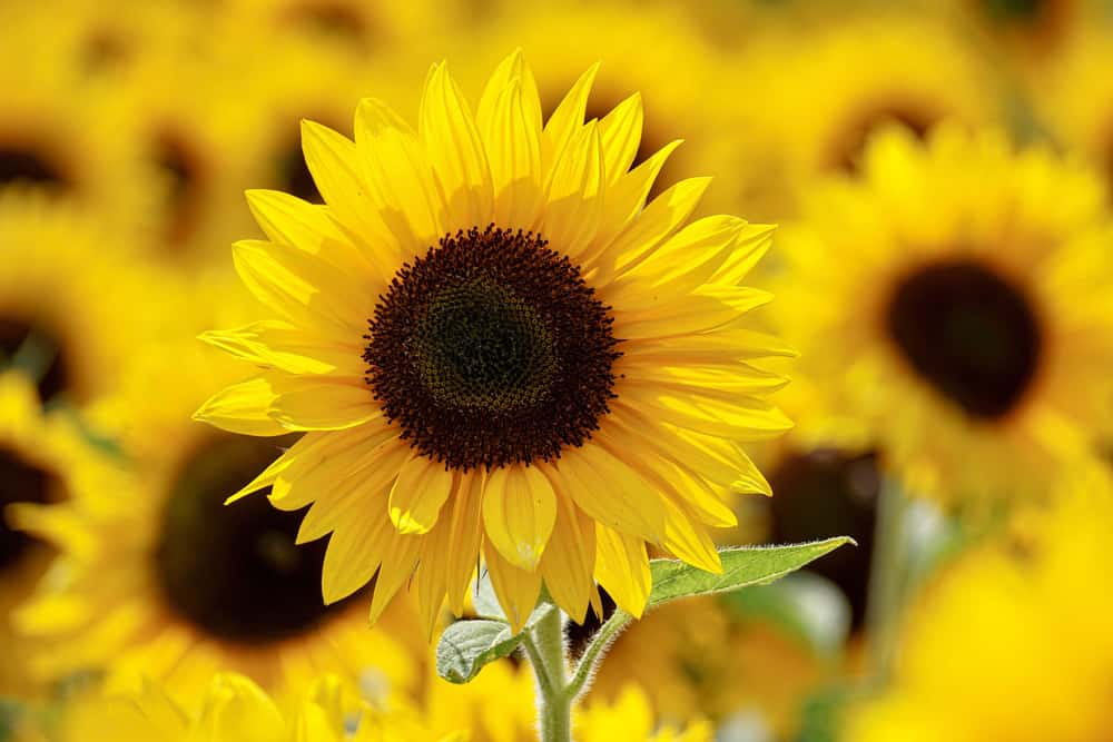 微距照片的普通向日葵与明亮的黄色花朵和毛茸茸的叶子。