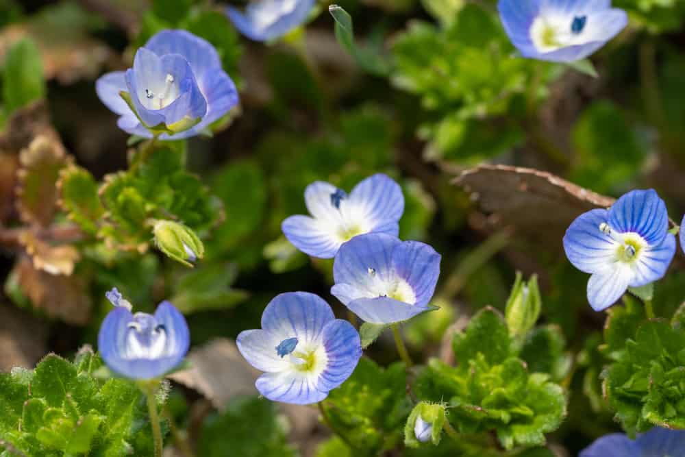 爬维罗妮卡在石头花园里开着蓝色的小花。