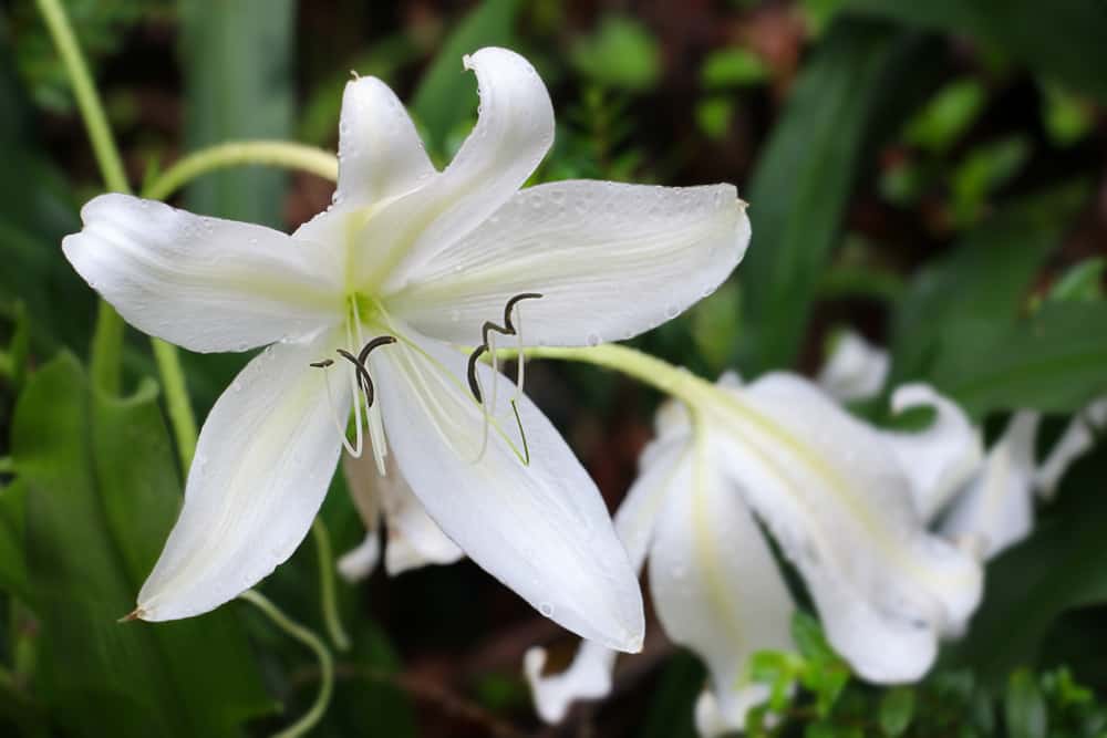长有白色花朵和长而细的叶子的克兰属植物，生长在夏季花园里。