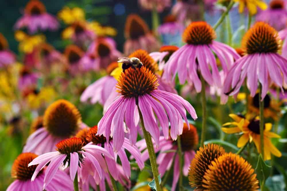 一只蜜蜂从一朵生长在夏季花园里的紫色圆锥花上收集花粉。