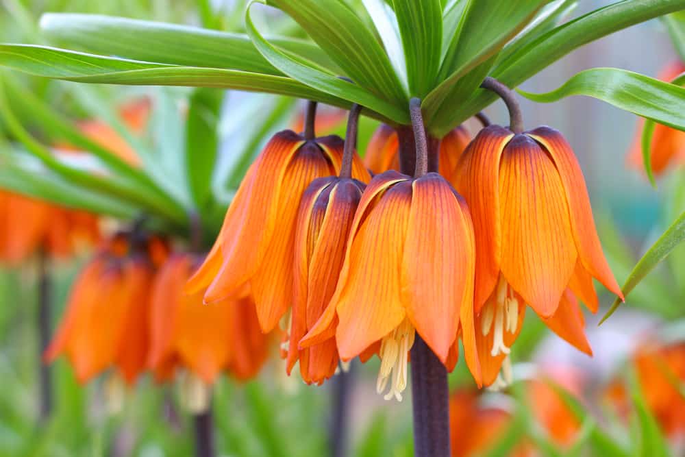 贝母的特写，橙色钟形的花悬挂在叶子的皇冠上。
