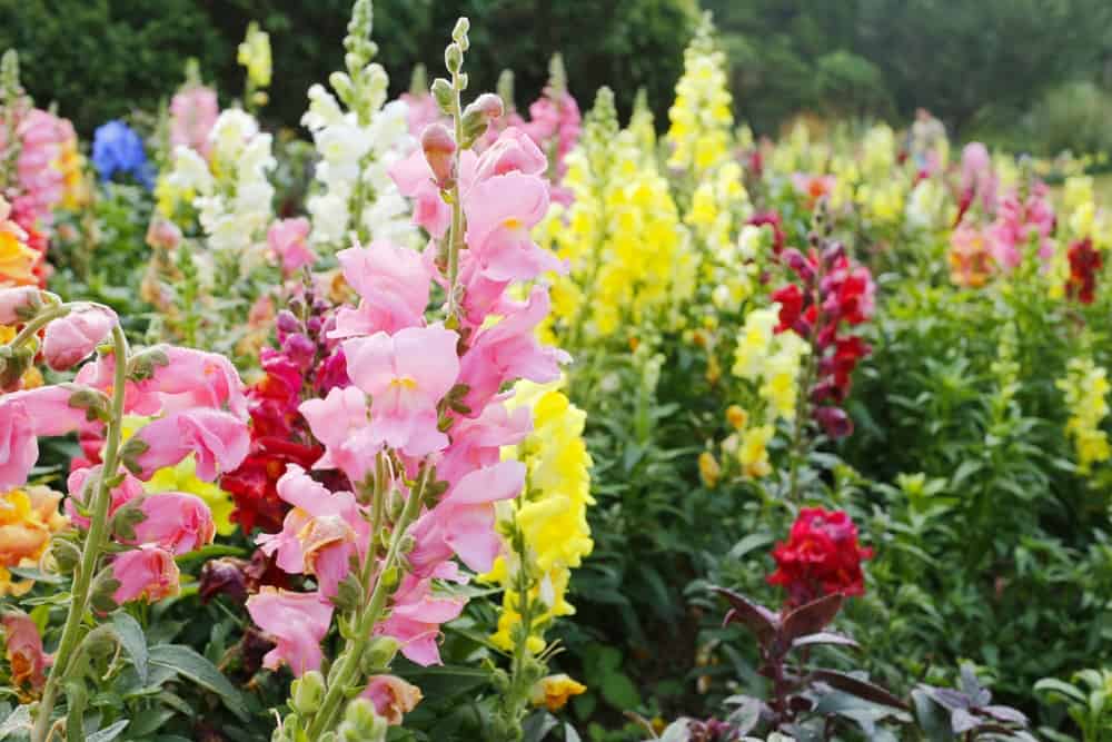 剑兰花园剑兰植物的花园，它的长茎上开着五颜六色的花。