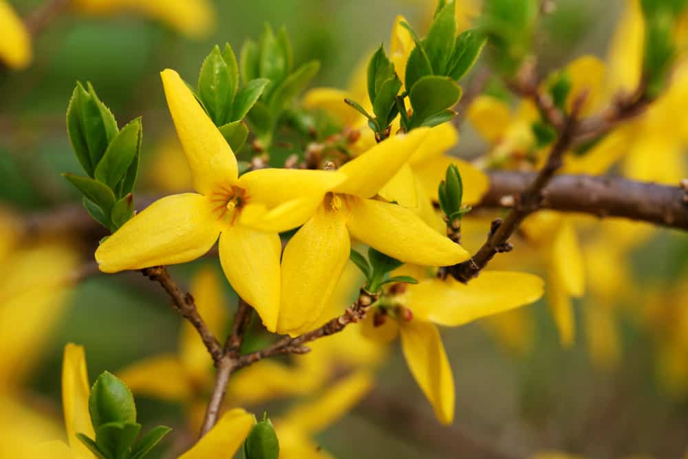 微距照片的金钟灌木与明亮的黄色花朵簇拥在它的长，僵硬伸展的树枝。