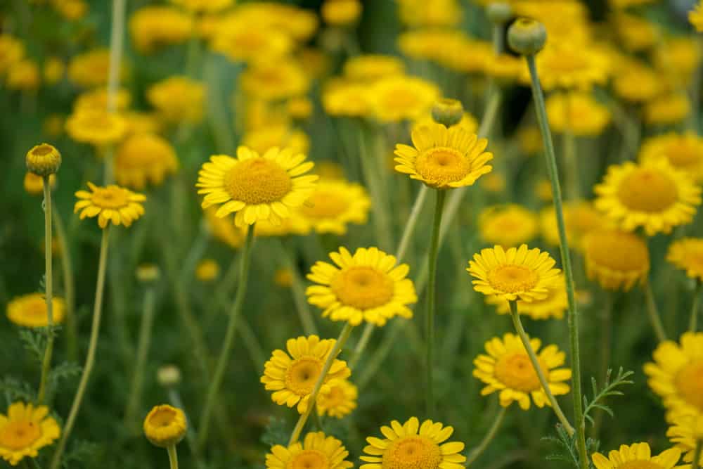 金黄的玛格丽特植物，细长的茎上长着黄色的雏菊般的花。
