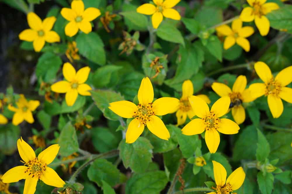 绿色和金色的植物，有淡黄色星形花和绿色锯齿状叶子。