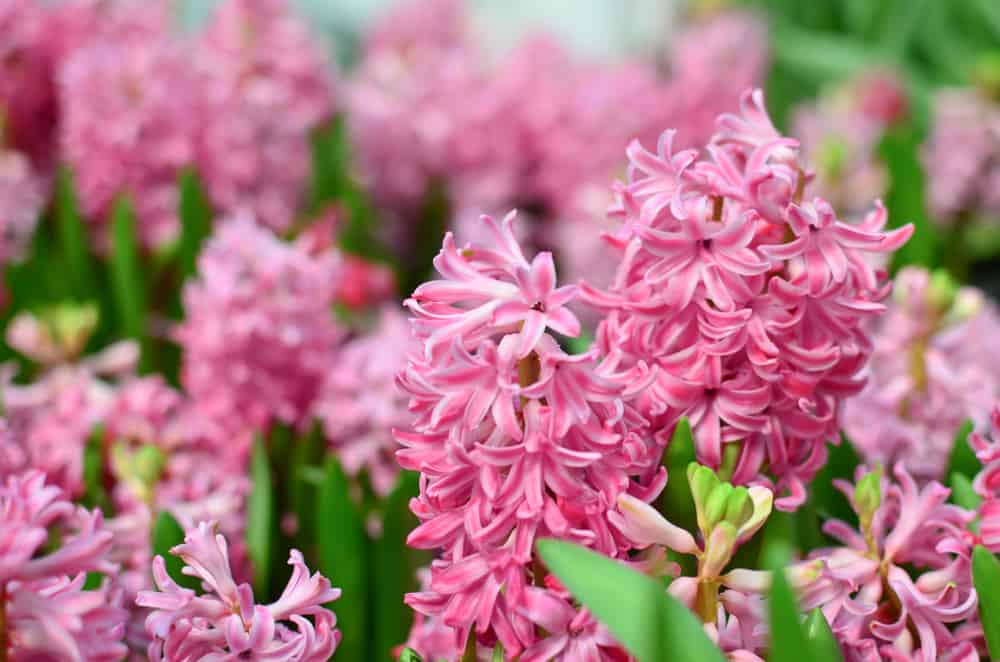 有粉红色花朵的风信子植物，生长在春天的花园里。