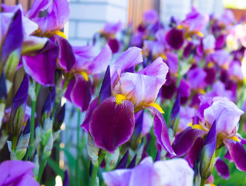 长有胡须的鸢尾花，有下垂的双色紫色花，带有黄色的色调。