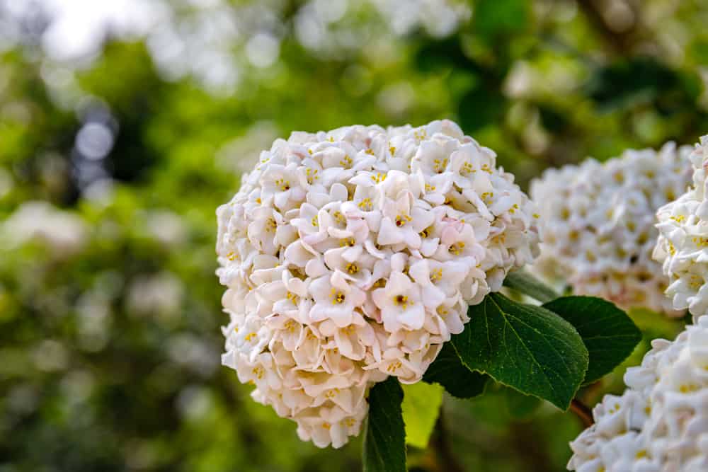 有白色小花和深绿色叶子的一种韩国香料荚蒾。