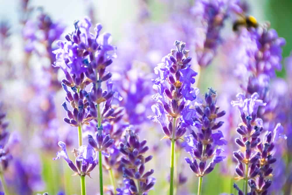薰衣草，细长的茎上有大量的紫色花穗。
