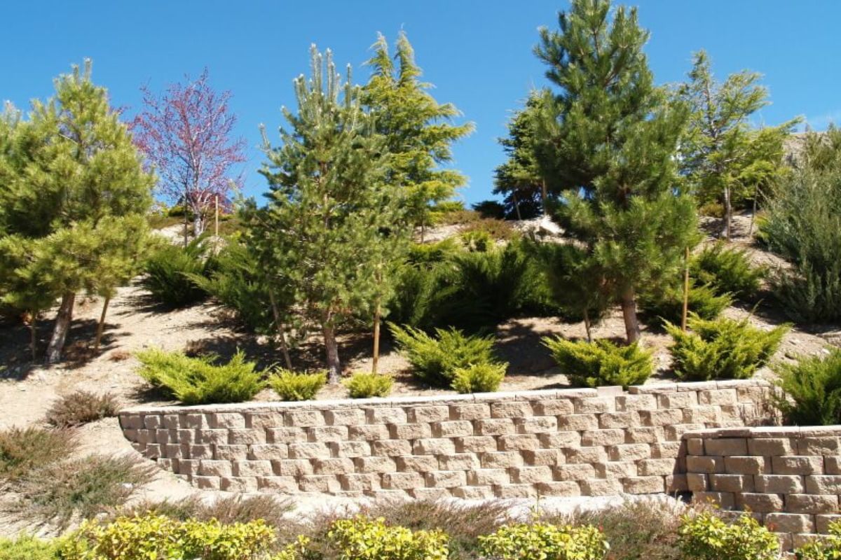 一系列轻石挡土墙有助于防止沙丘被侵蚀，也为较大的常青树提供了一个坚固的地方。