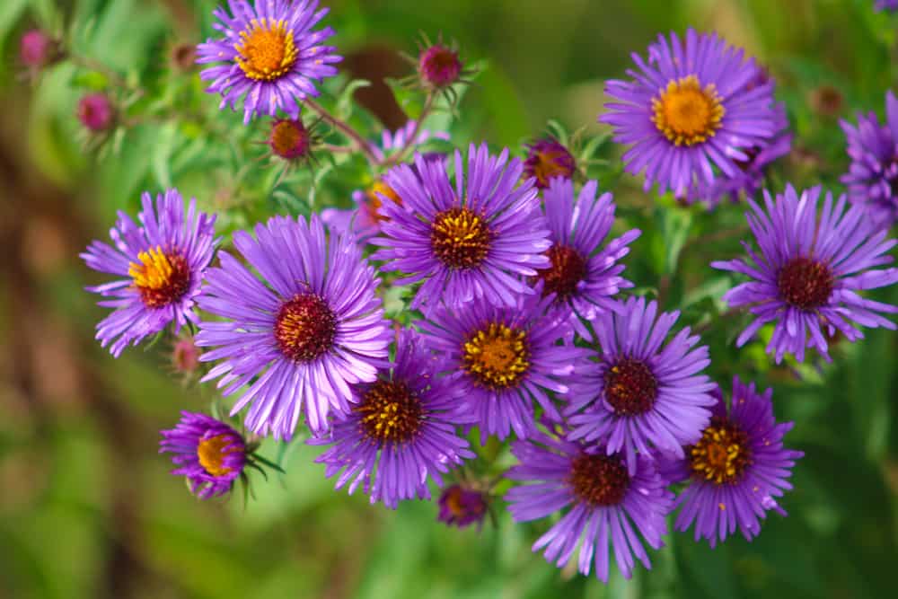 带有紫色花朵和黄色中心的新英格兰紫苑的特写。