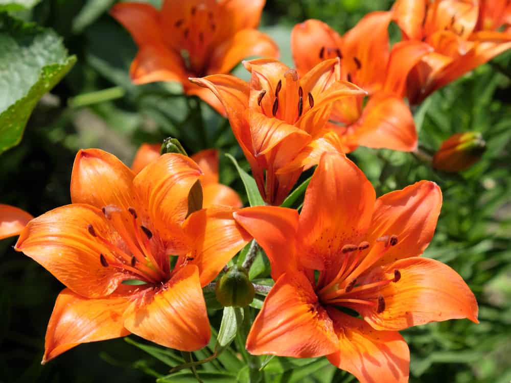橙色百合的特写，充满活力，巨大的花朵盛开在夏天的花园里。