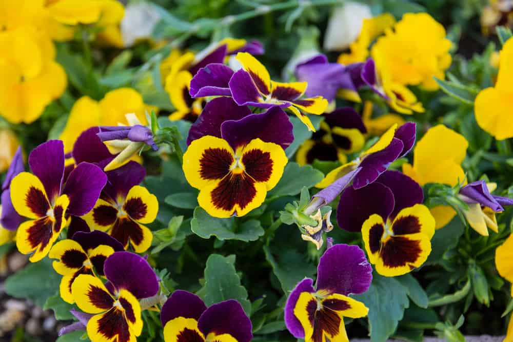 三色堇的特写与紫色和黄色的花朵对其深绿色的叶子。