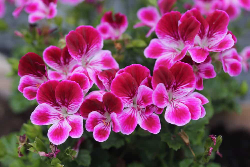 在夏季花园中生长的具有两种色调粉红色花朵的天竺葵。