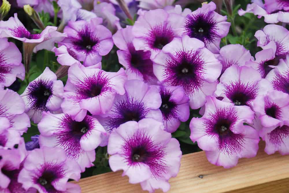矮牵牛花的特写，大，紫色的花朵生长在花园托盘。