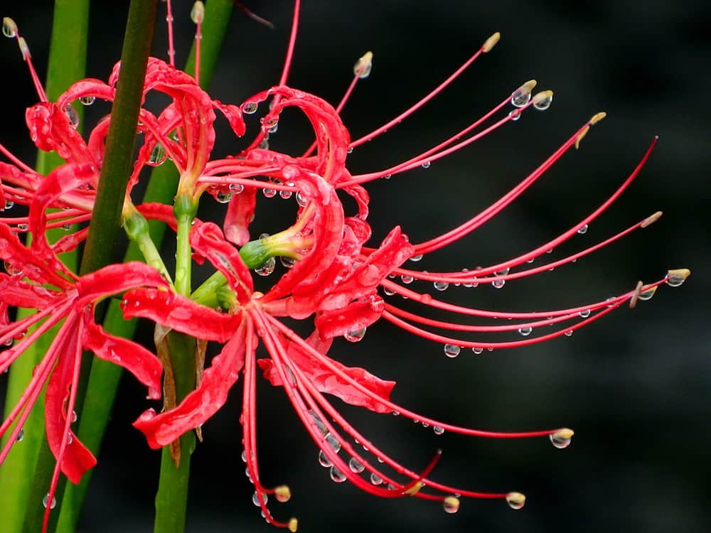 微距照片的红蜘蛛百合与深红色的花朵覆盖在晨露。