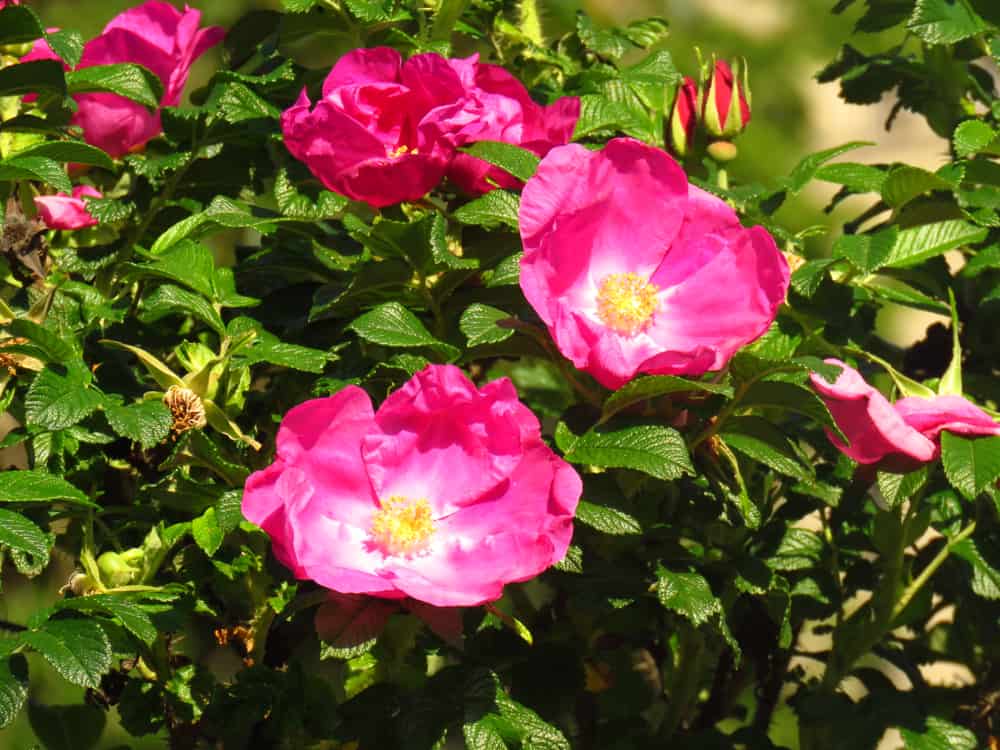 玫瑰，大而圆的粉红色花朵和坚韧的绿色叶子。