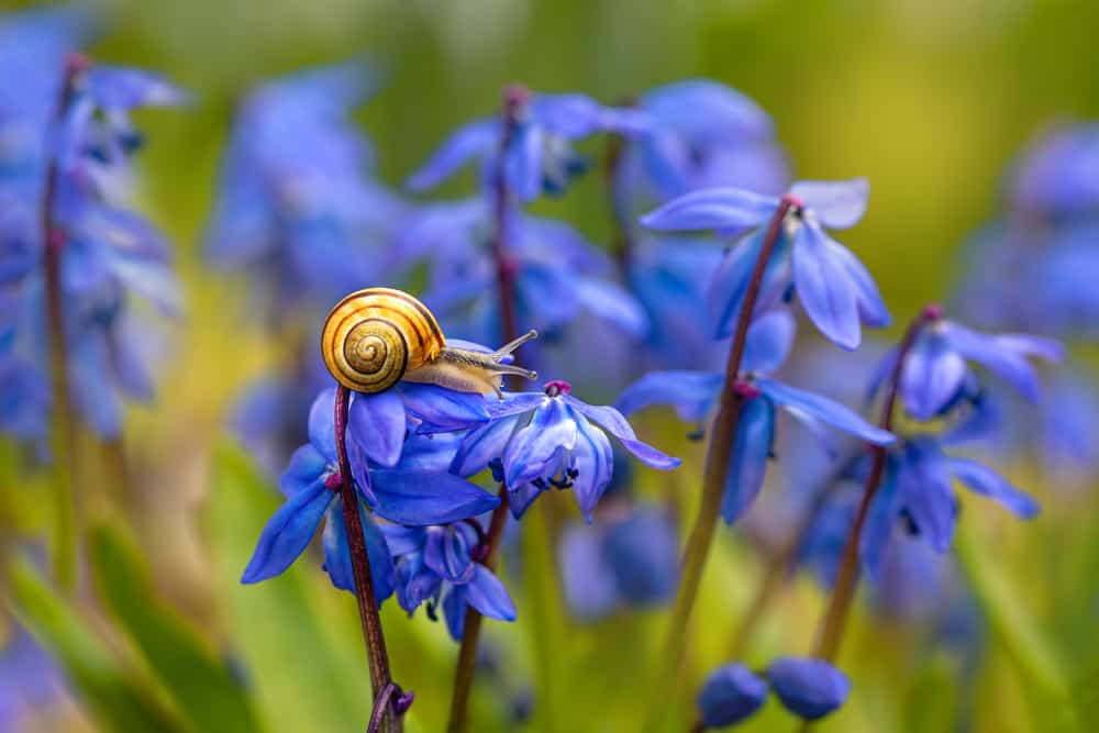 森林蜗牛爬在西伯利亚松鼠的蓝色花朵上。