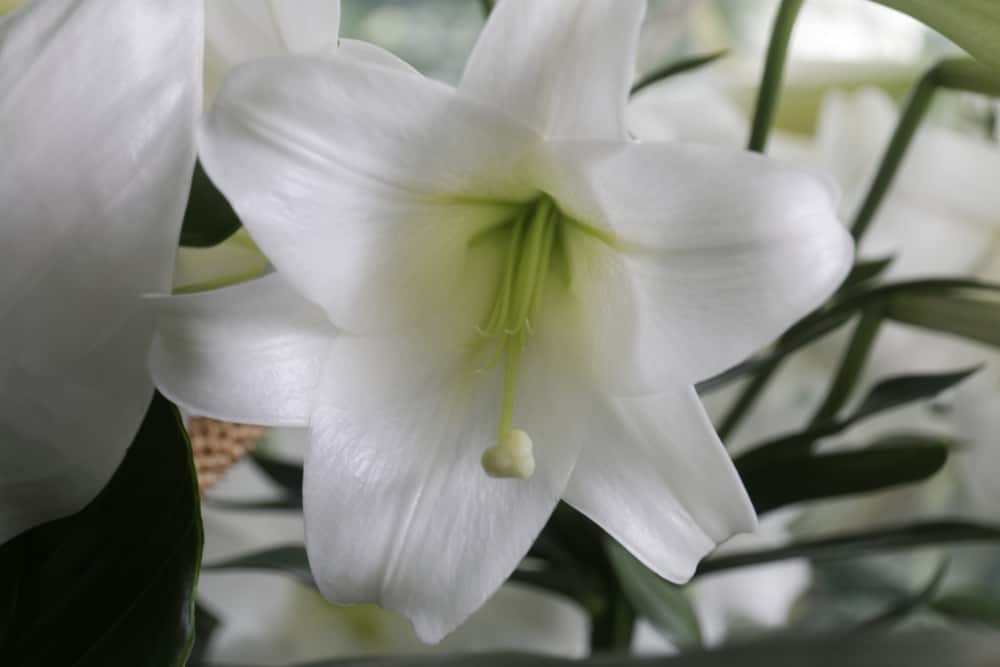 特写的圣约瑟夫百合与白色喇叭形的花和浅绿色的雄蕊。