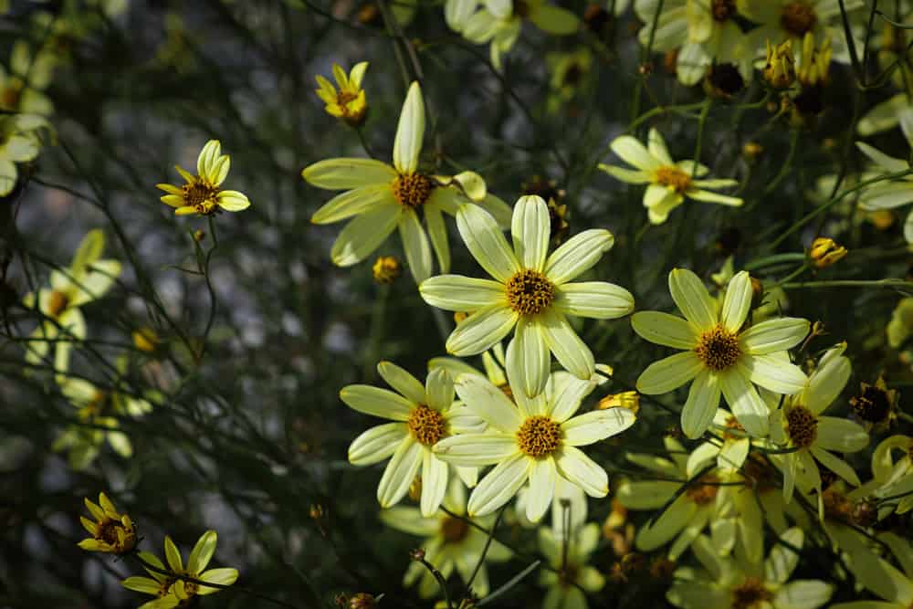 丝状叶锦葵，具淡黄色花和纤细的茎。