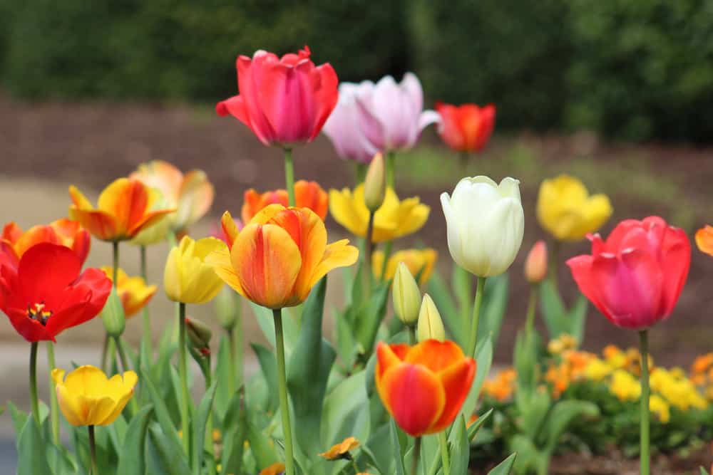 郁金香花园，盛开在红色、橙色、黄色和白色的色彩。