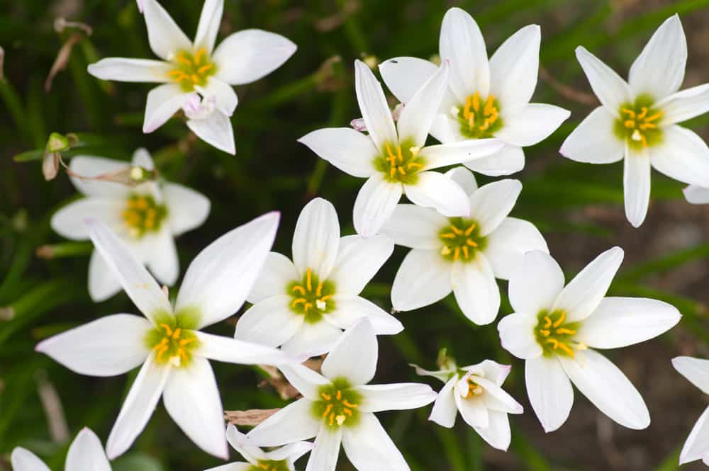 一种具有白色花的西风草属植物，有绿色中心和黄色小雄蕊。