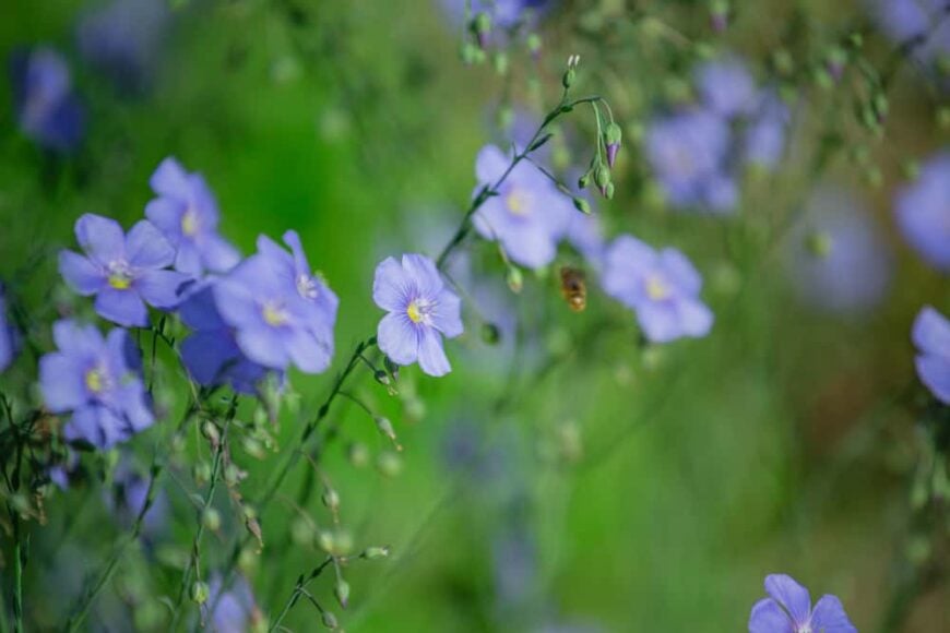 焦点在紫罗兰色亚麻花群生长在绿色春天庭院里