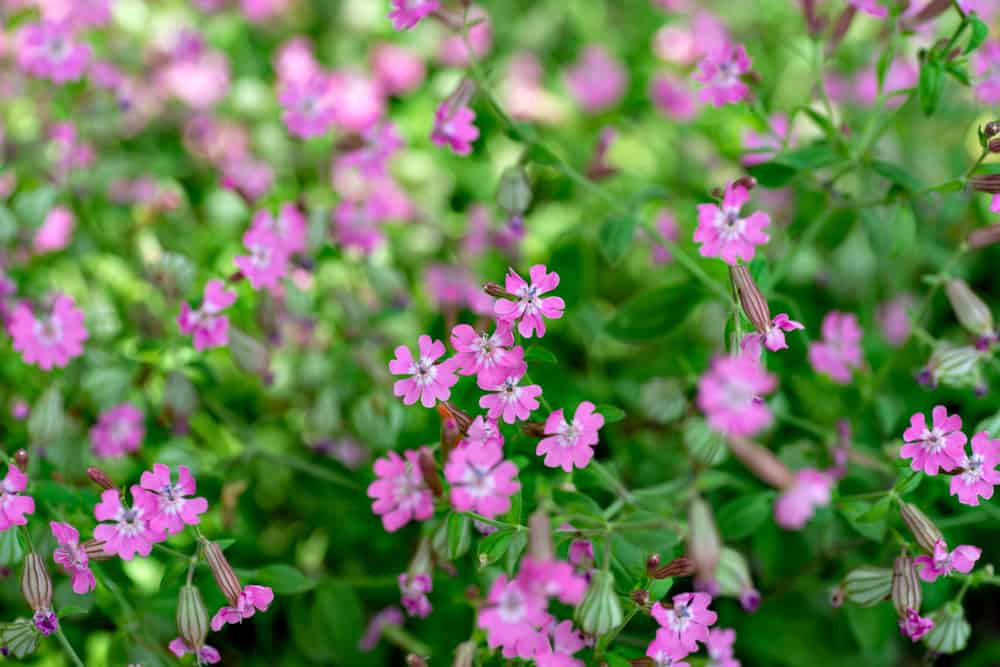 春天花园里长有粉红色小花的捕蝇草。