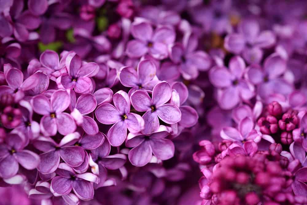 有大量紫色花朵的普通丁香的特写。