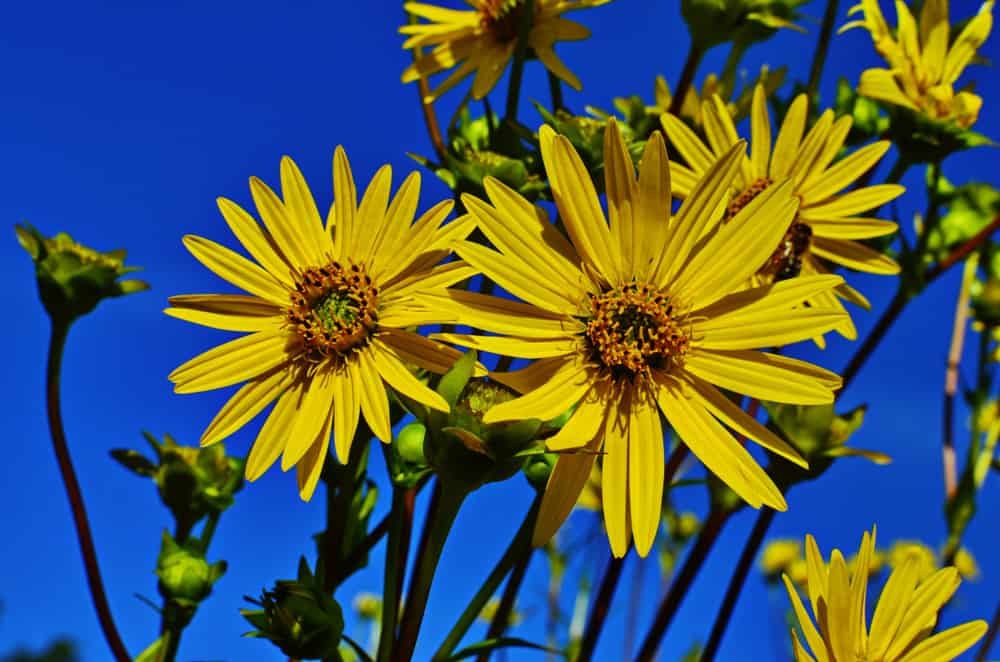 杯状植物的特写，大的，亮黄色的花和匹配的圆盘小花。