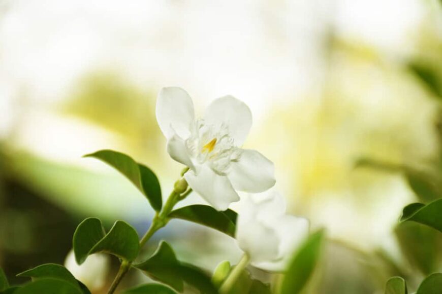 美丽的白色栀子花从常青树shrubå上探出头来