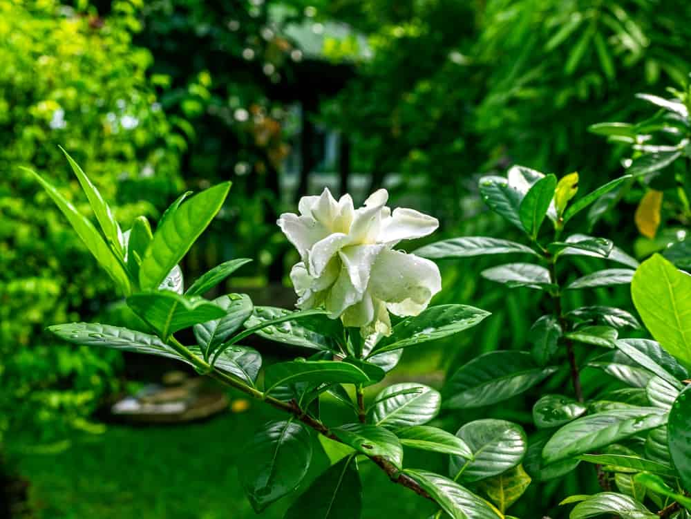 一朵白色的栀子花被雨滴覆盖，生长在郁郁葱葱的热带花园中