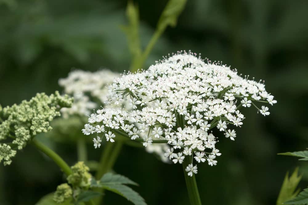 痛风草的特写，大量微小的白色花朵簇拥在它粗壮的茎上。