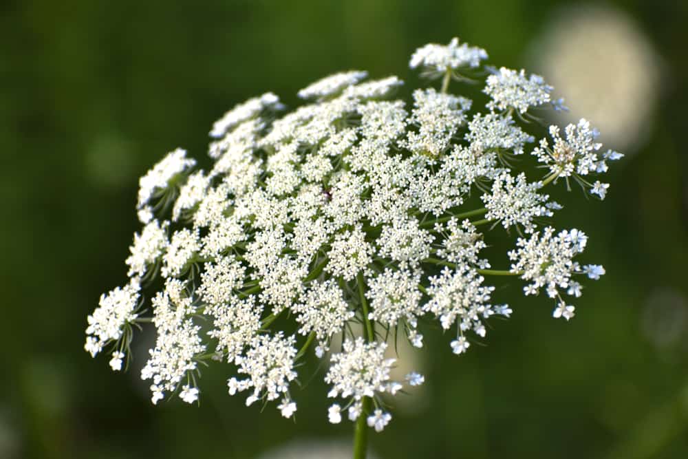 安妮女王的花边植物，绿色的茎上簇拥着大量的白色小花。