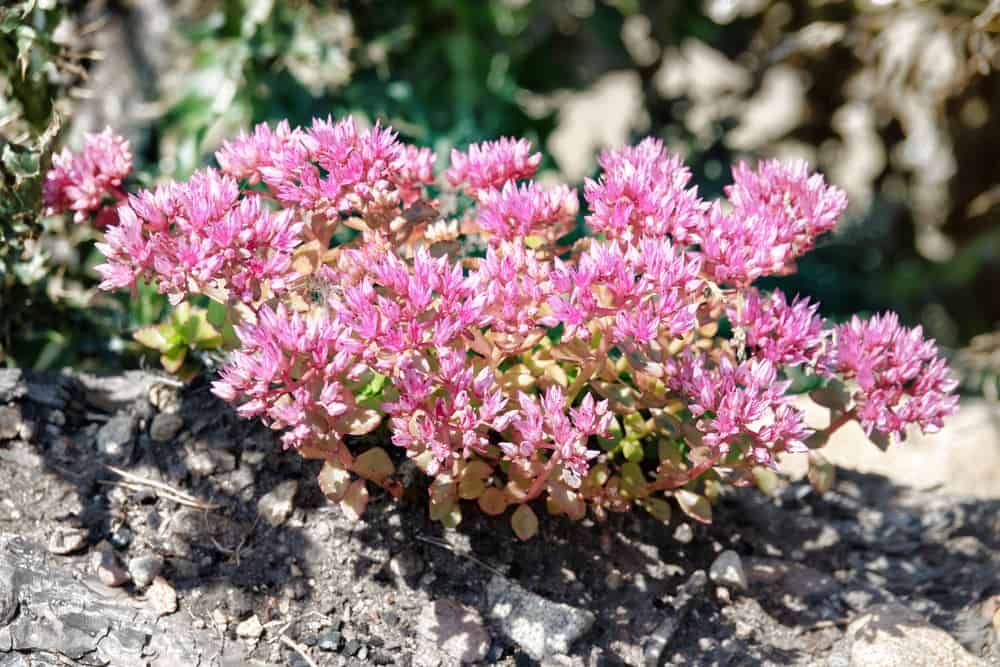 长有粉红色星形花的景天属植物，生长在岩石花园里。