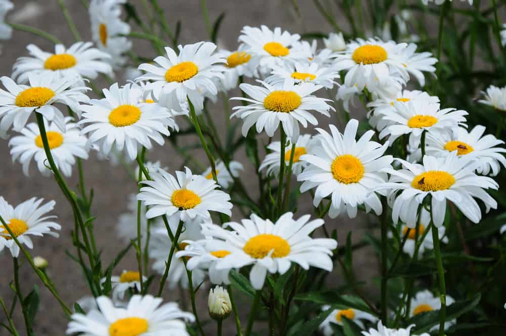 沙斯塔雏菊具有原始的白色花朵，突出的大，黄色的圆盘。