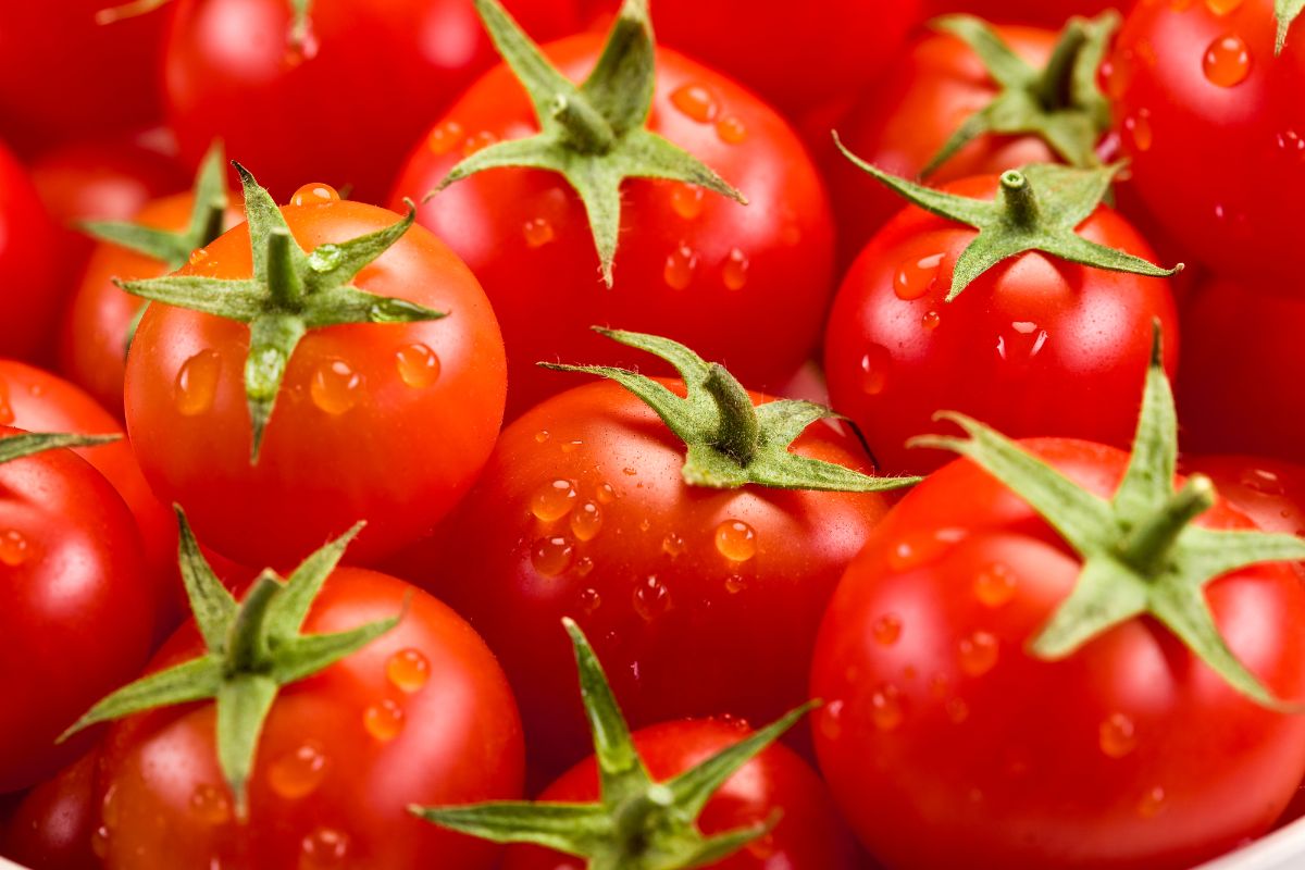 新鲜收获的番茄。