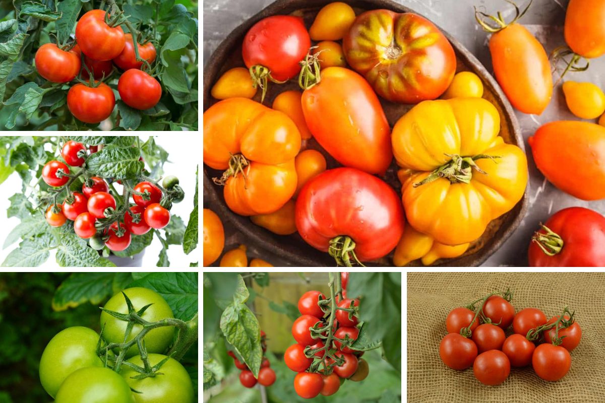 不同种类西红柿的拼贴照片。