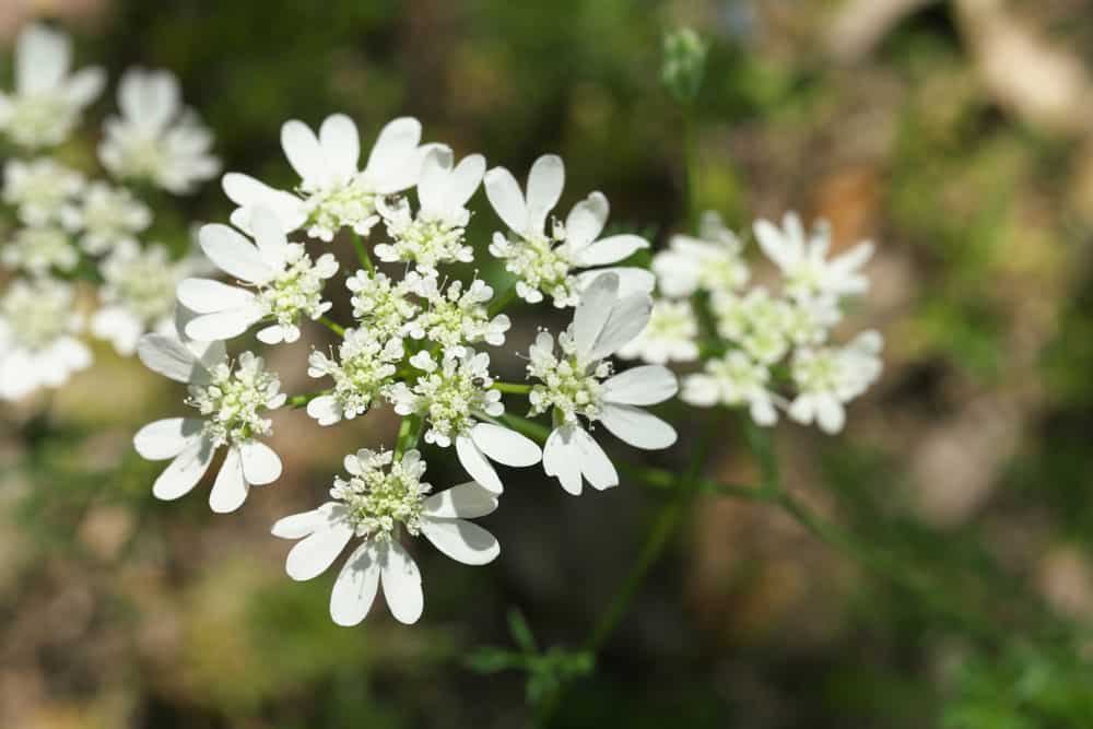白色蕾丝花的微距照片，簇簇雪白的花朵坐在绿色的茎上。