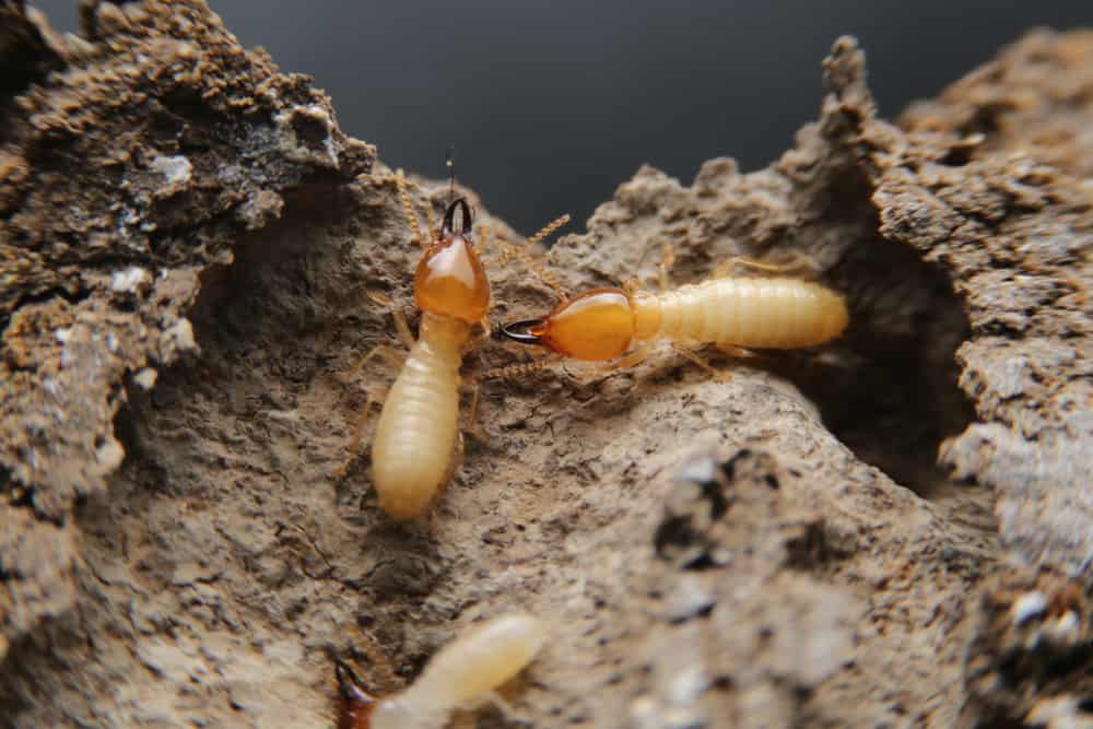 这些是腐烂木头上的白蚁。