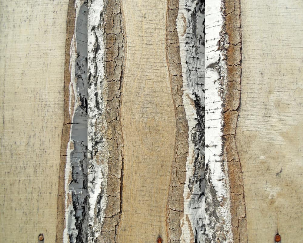 桦木木板的特写。