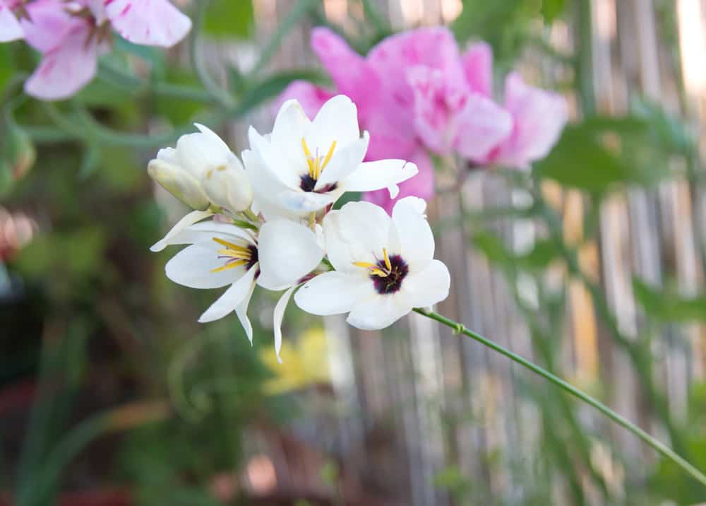 娇嫩的白色伊夏植物在花园里盛开的花朵