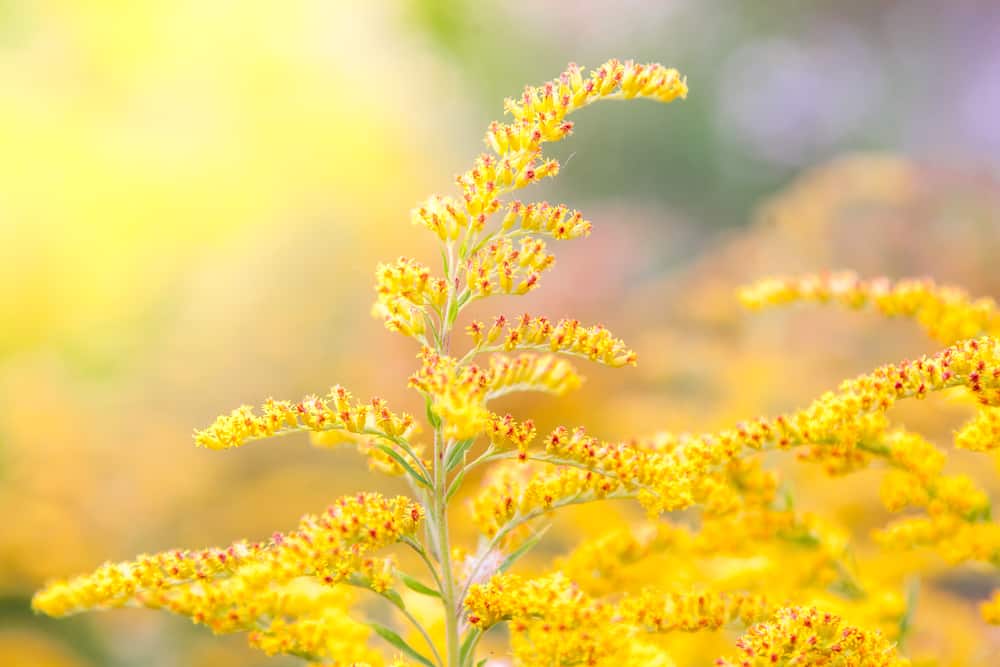 宏观图像集中在惊人的金黄色的秋麒麟草的花朵在阳光下发光